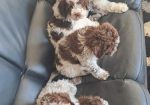 Dostupno novo leglo LAGOTTO ROMANJOLO