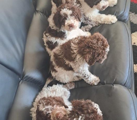 Dostupno novo leglo LAGOTTO ROMANJOLO