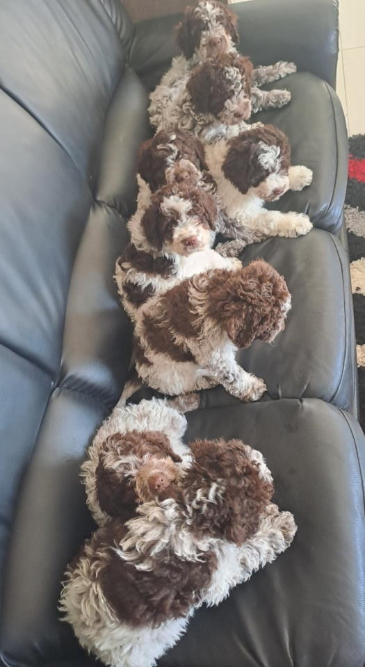 Dostupno novo leglo LAGOTTO ROMANJOLO