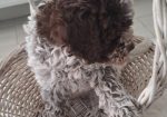 Dostupno novo leglo LAGOTTO ROMANJOLO