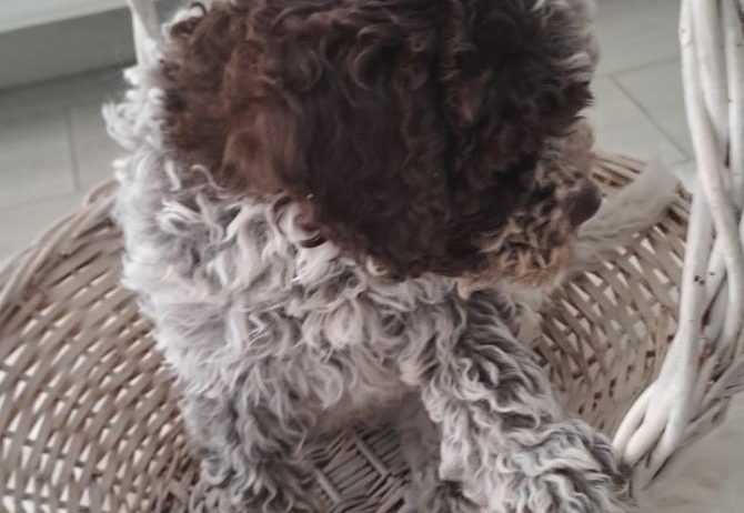 Dostupno novo leglo LAGOTTO ROMANJOLO