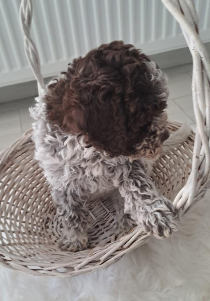 Dostupno novo leglo LAGOTTO ROMANJOLO