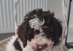 Dostupno novo leglo LAGOTTO ROMANJOLO