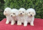 Na prodaju Bichon stenci