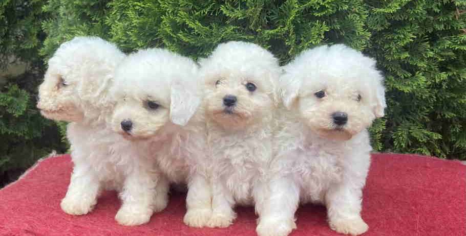 Na prodaju Bichon stenci