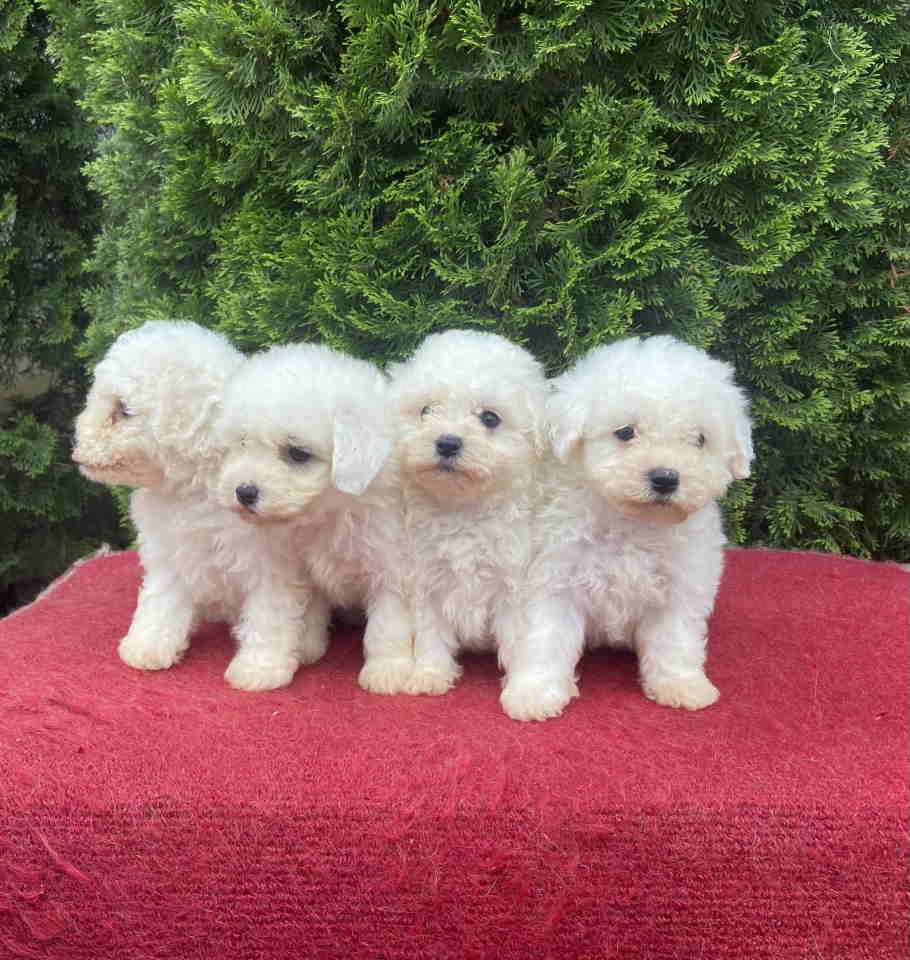 Na prodaju Bichon stenci