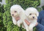 Na prodaju Bichon stenci