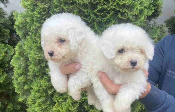 Na prodaju Bichon stenci