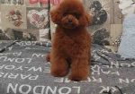 Teddy bear toy PUDLE – malene, prelepe