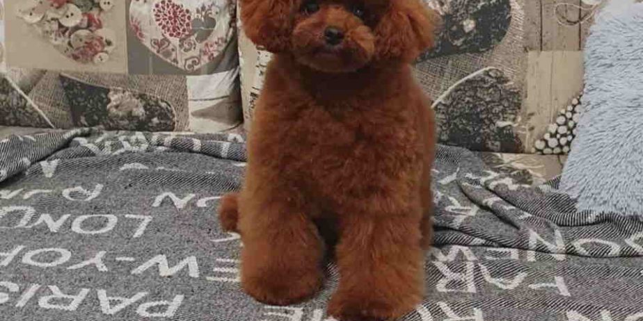 Teddy bear toy PUDLE – malene, prelepe
