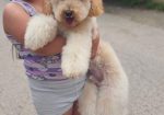 U ponudi srednja apricot PUDLA, star 6,5 mes