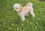 U ponudi srednja apricot PUDLA, star 6,5 mes