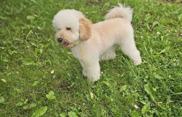U ponudi srednja apricot PUDLA, star 6,5 mes