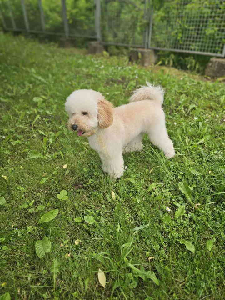 U ponudi srednja apricot PUDLA, star 6,5 mes