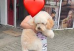 U ponudi srednja apricot PUDLA, star 6,5 mes