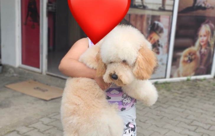 U ponudi srednja apricot PUDLA, star 6,5 mes