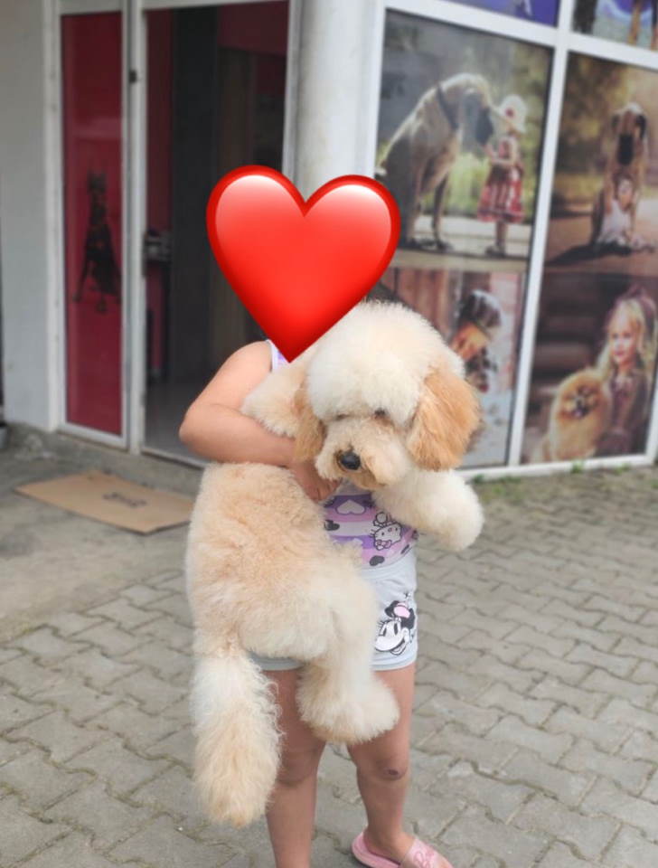U ponudi srednja apricot PUDLA, star 6,5 mes