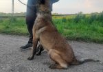 Belgijski ovcar Malinoa štenci
