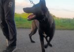 Belgijski ovcar Malinoa štenci