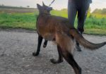 Belgijski ovcar Malinoa štenci