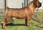 Južnoafrički mastif – Boerboel štenci