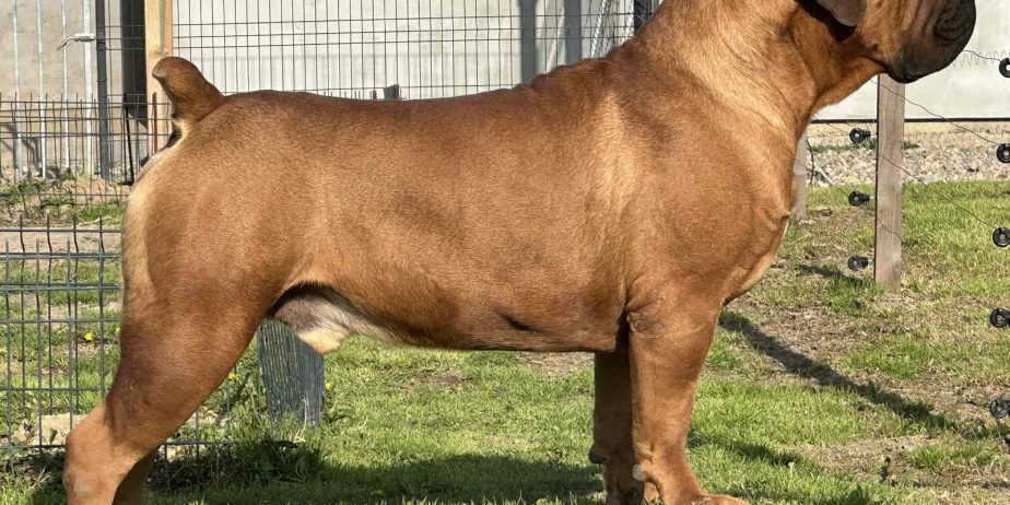 Južnoafrički mastif – Boerboel štenci