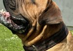 Južnoafrički mastif – Boerboel štenci