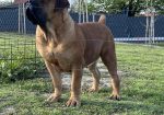 Južnoafrički mastif – Boerboel štenci