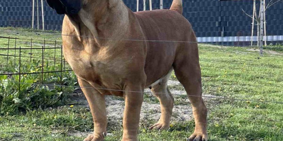 Južnoafrički mastif – Boerboel štenci