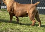 Južnoafrički mastif – Boerboel štenci