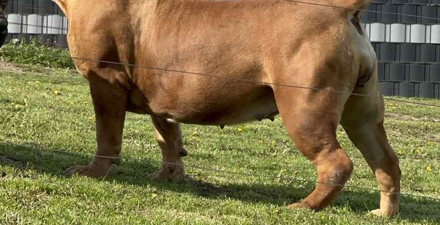 Južnoafrički mastif – Boerboel štenci