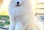 Samojed štenci i odrasli psi