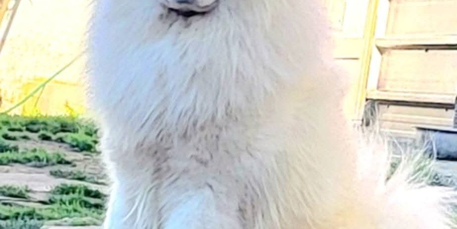 Samojed štenci i odrasli psi