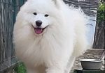 Samojed štenci i odrasli psi