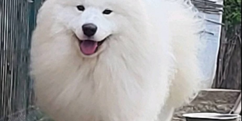 Samojed štenci i odrasli psi