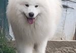 Samojed štenci i odrasli psi