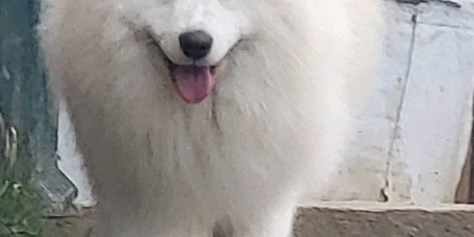 Samojed štenci i odrasli psi