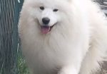 Samojed štenci i odrasli psi