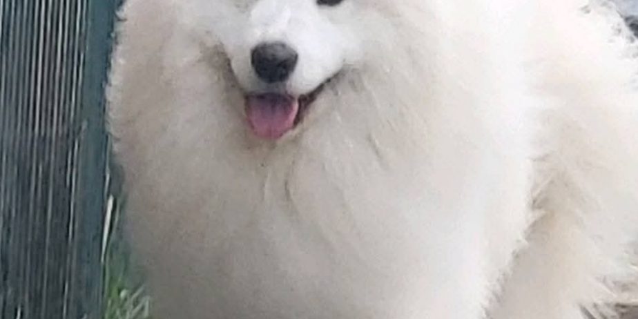 Samojed štenci i odrasli psi