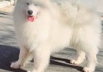 Samojed štenci i odrasli psi