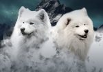 Samojed štenci i odrasli psi