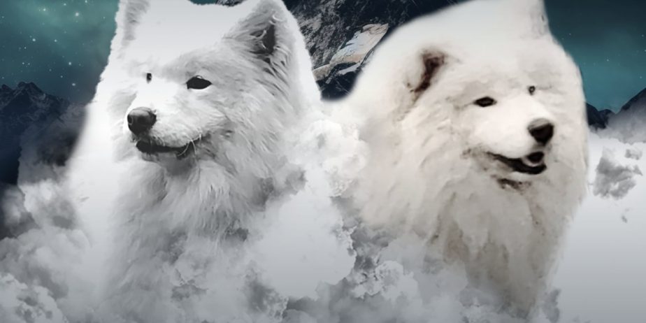Samojed štenci i odrasli psi