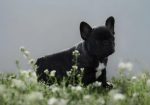 Francuski Buldog prelepi štenci