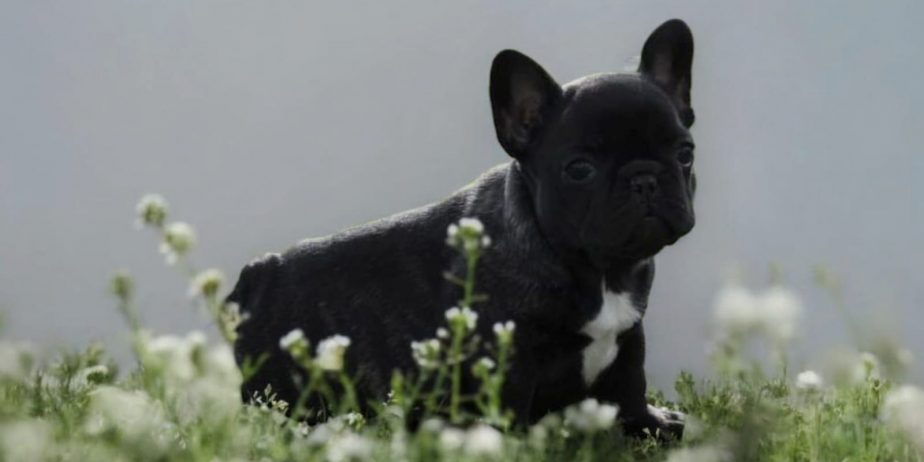 Francuski Buldog prelepi štenci