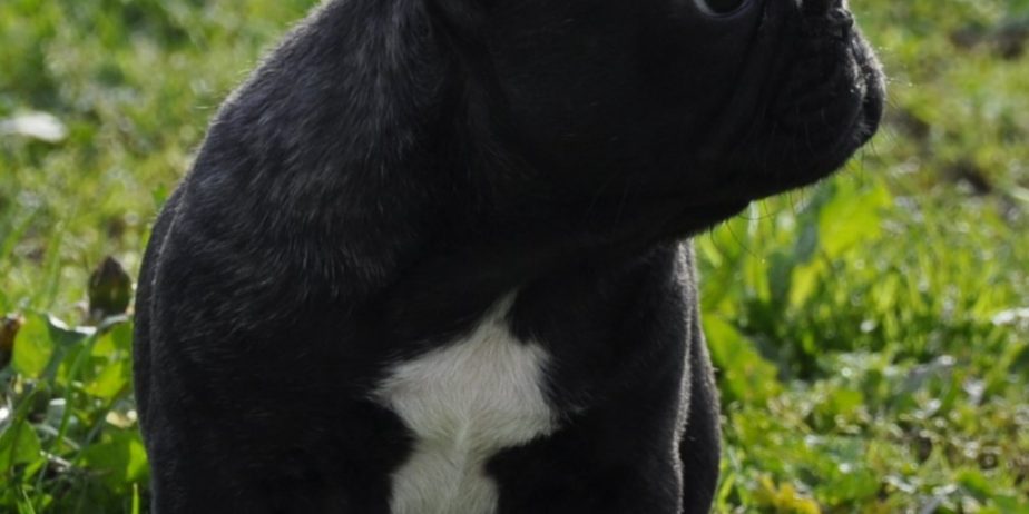 Francuski Buldog prelepi štenci