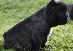 Francuski Buldog prelepi štenci