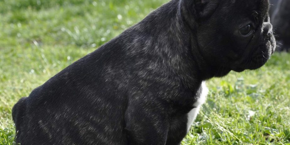 Francuski Buldog prelepi štenci