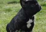 Francuski Buldog prelepi štenci