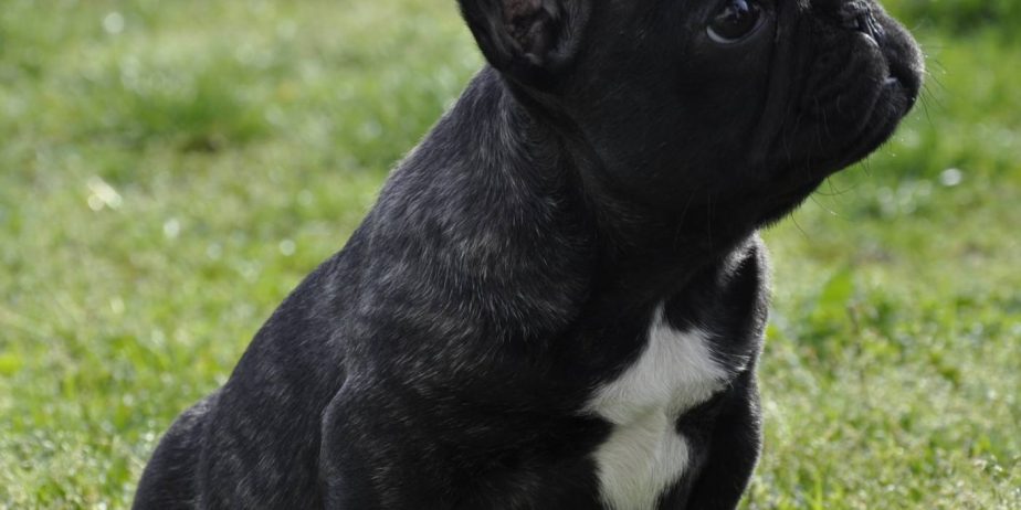 Francuski Buldog prelepi štenci