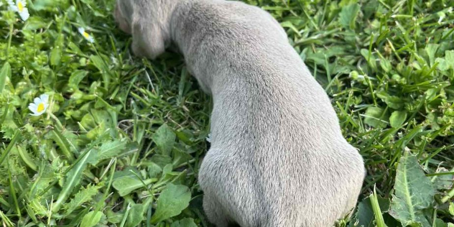 Mini Jazavičar prelepi štenci